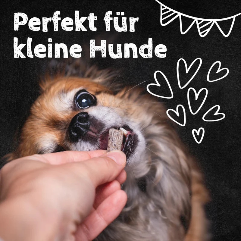 QCHEFS Zahnputzflips Hund