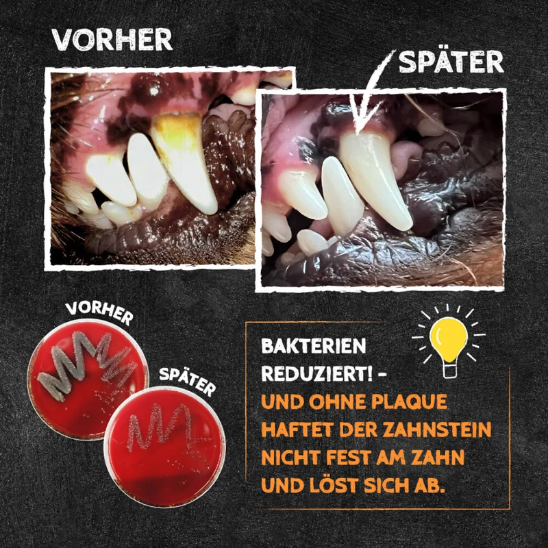 QCHEFS Zahnputzflips Hund