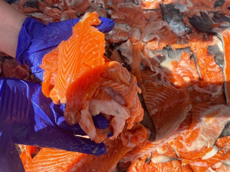 Lachs mit Kartoffel für ausgewachsene Hunde