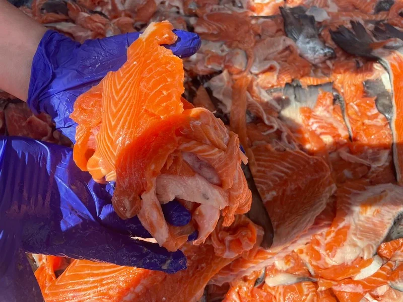 Superfood 65 Schottischer Lachs für ausgewachsene Hunde / light& senior