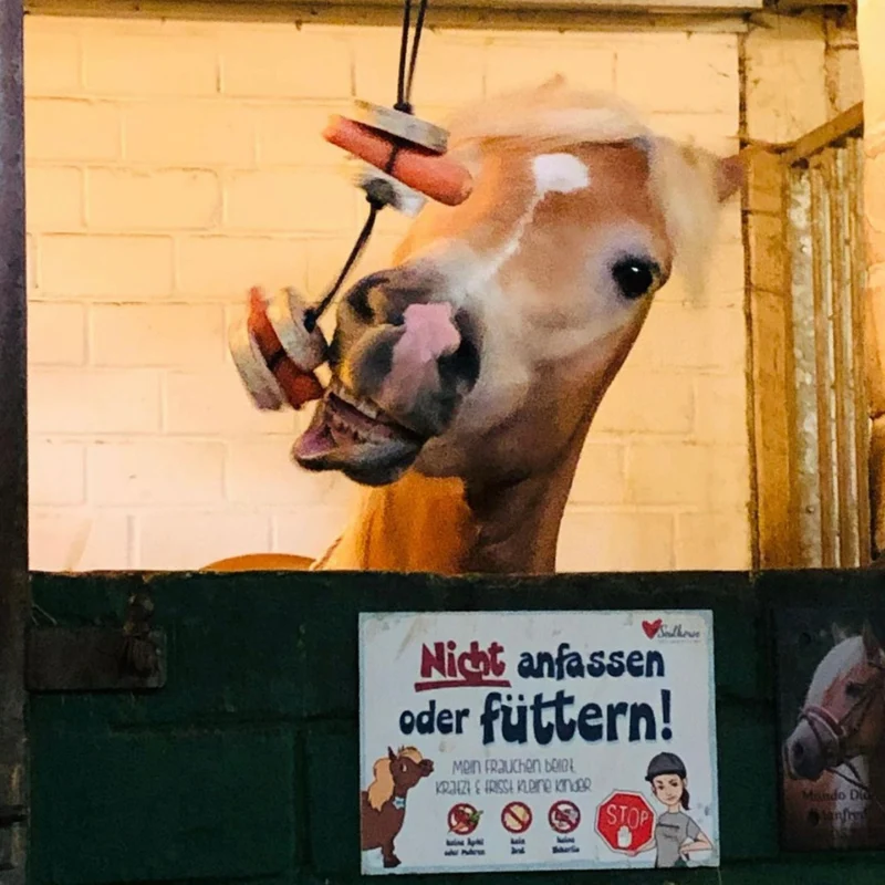 Pferdespielzeug Mini-Tarzan - Spielzeug für Pferde und Ponys gegen Langeweile - Pferdebeschäftigung