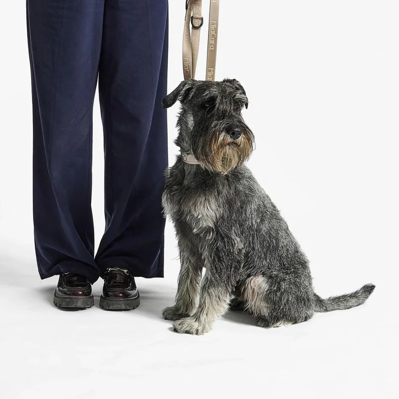Modena Hundehalsband Greige