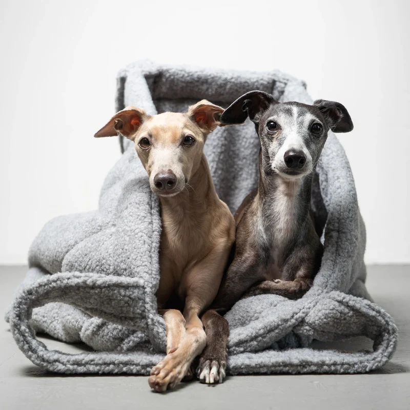 Hundetragetasche Teddy Shopper Grey
