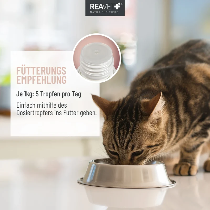 Darmöl für Katzen