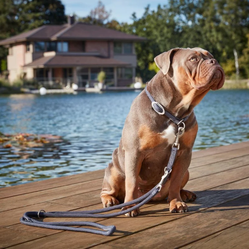 Hundehalsband Tau K2 Olive