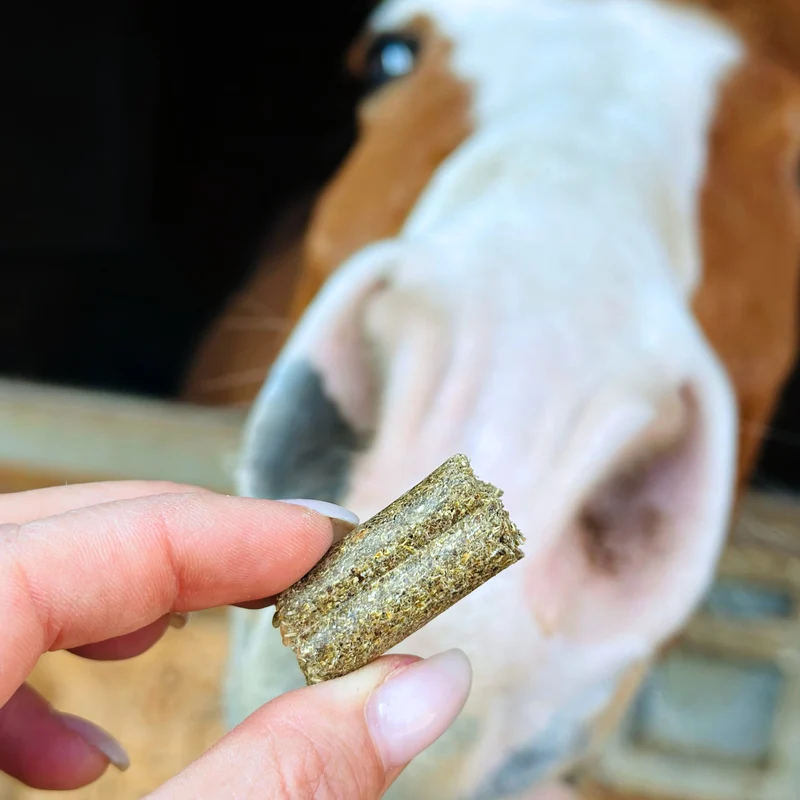XXL Schutz Paket Pferd