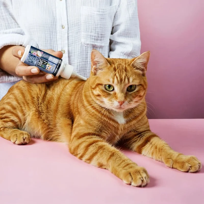 Z-Spot Katze