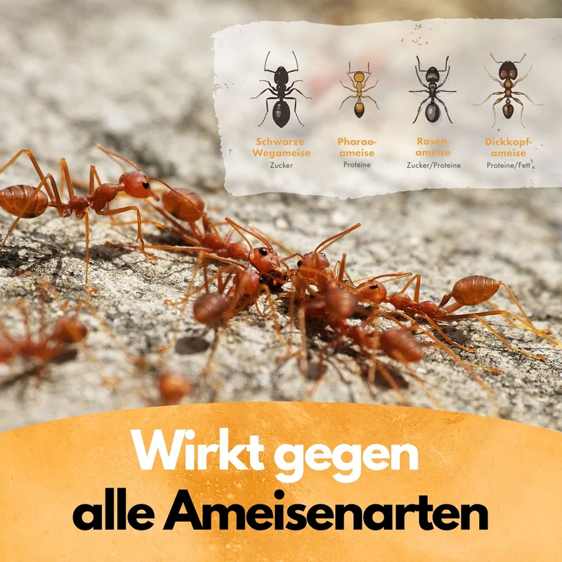 Ameisen Abwehr Pulver – 500 g – Für Innen & Außen – PT19 Repellent