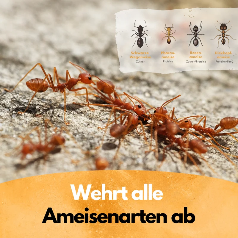 Ameisen Insektizid! – Insekten Ex Kanister – 5L – Anwendungsfertig
