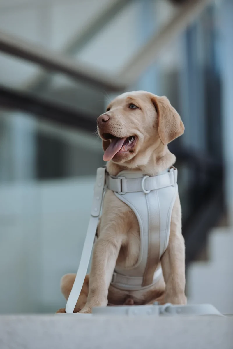 Hundegeschirr mit Leine "Neo" | grau