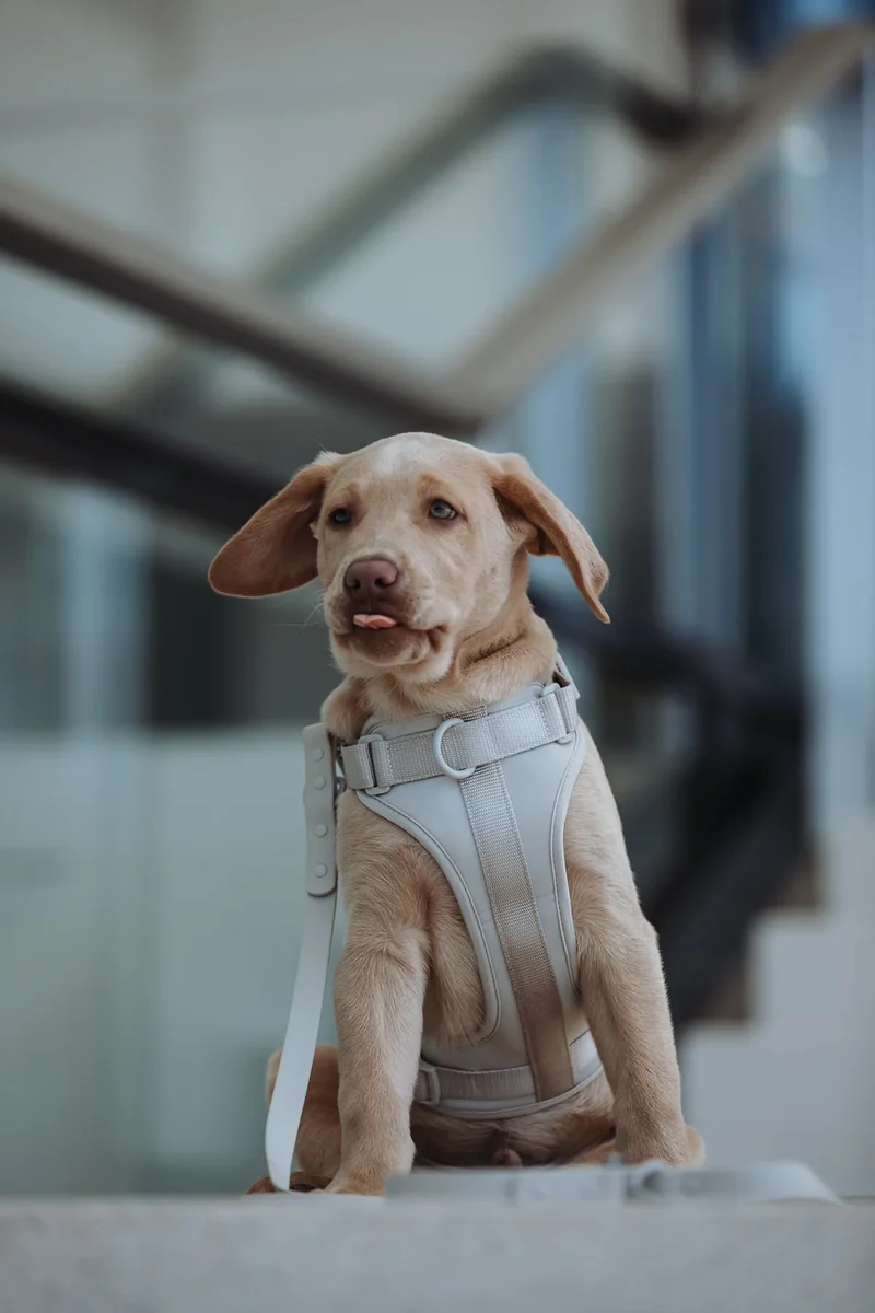 Hundegeschirr mit Leine "Neo" | grau
