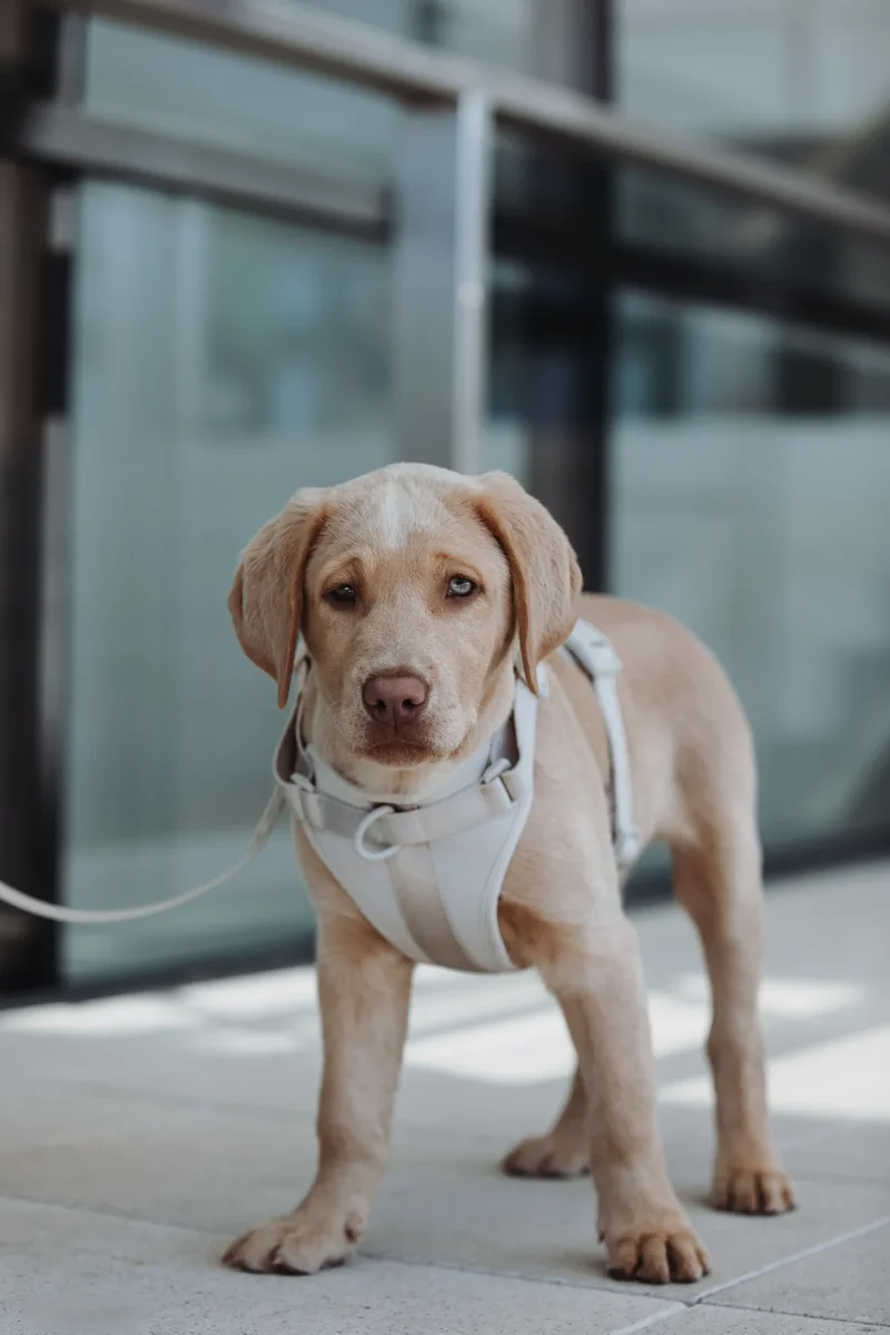 Hundegeschirr "Neo" | grau