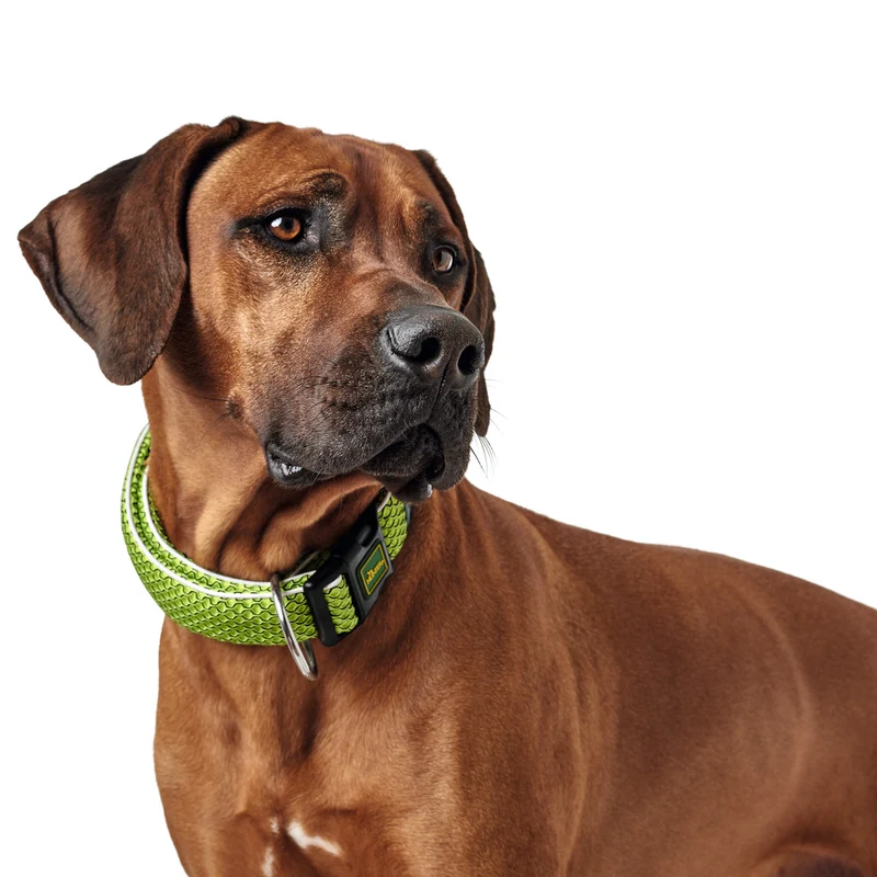 Hundehalsband "Hilo" | limette