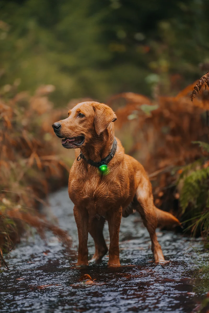 Sicherheitslicht Dog Dual | Green