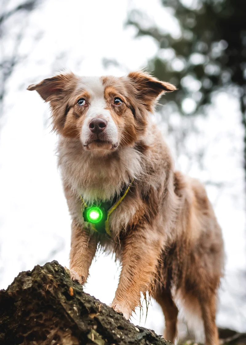 Sicherheitslicht Dog Dual | Green