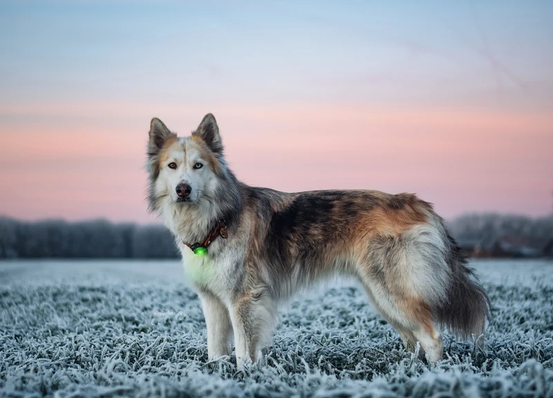 Sicherheitslicht Dog Dual | Green
