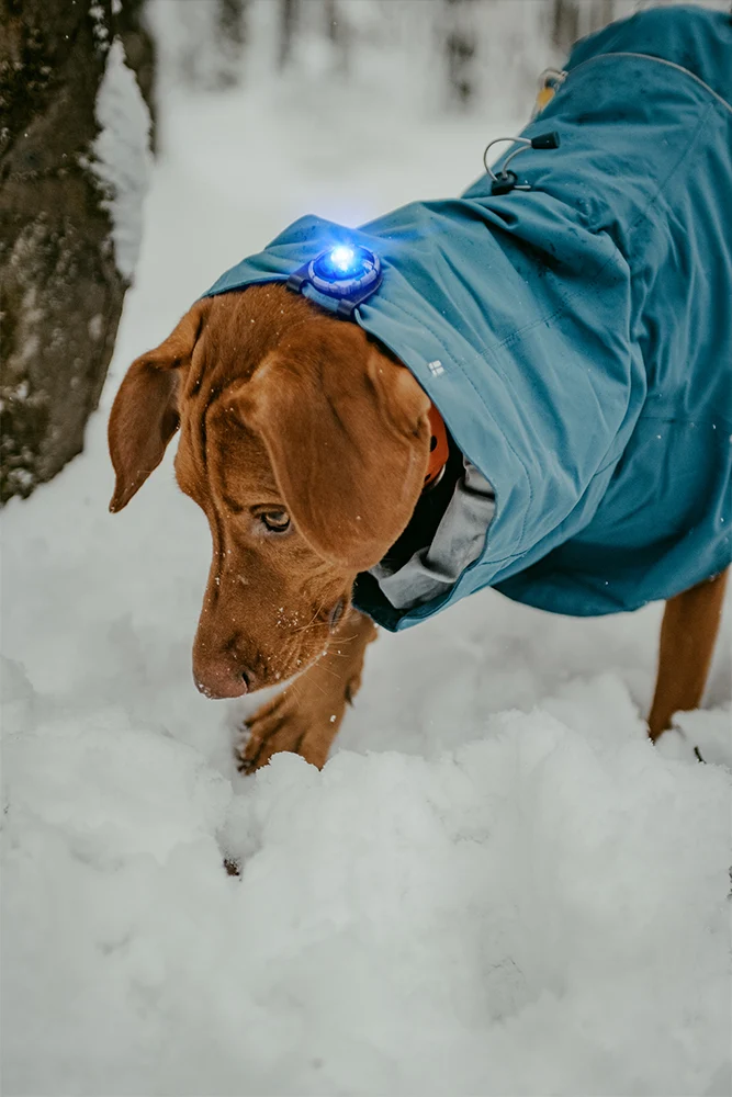 Sicherheitslicht Dog Dual | Blue