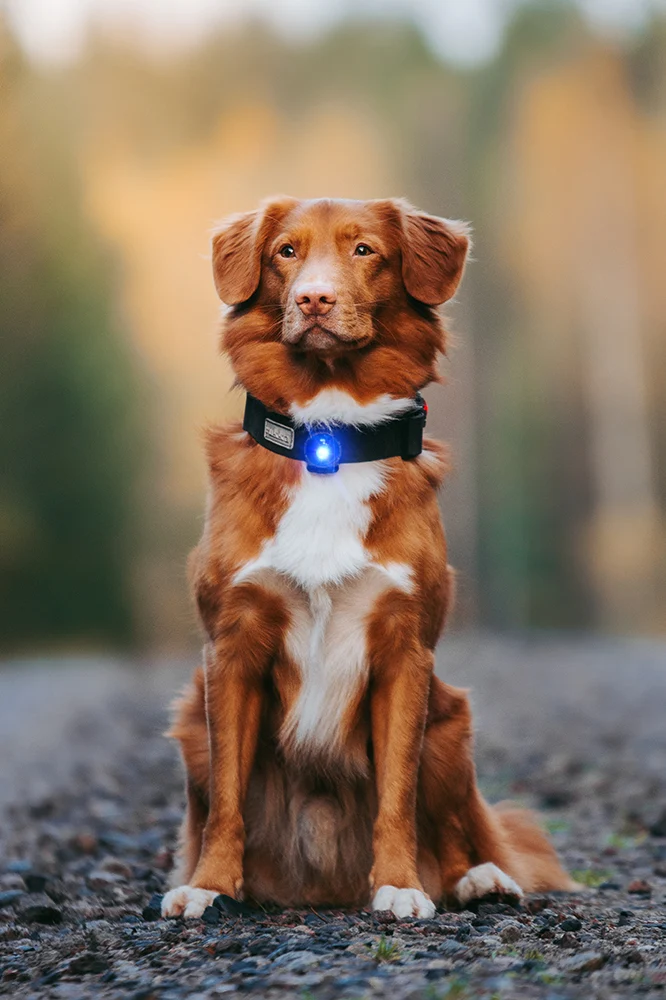 Sicherheitslicht Dog Dual | Blue