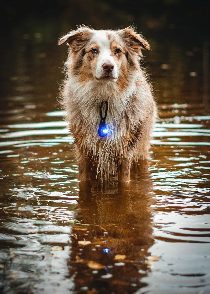 Sicherheitslicht Dog Dual | Blue