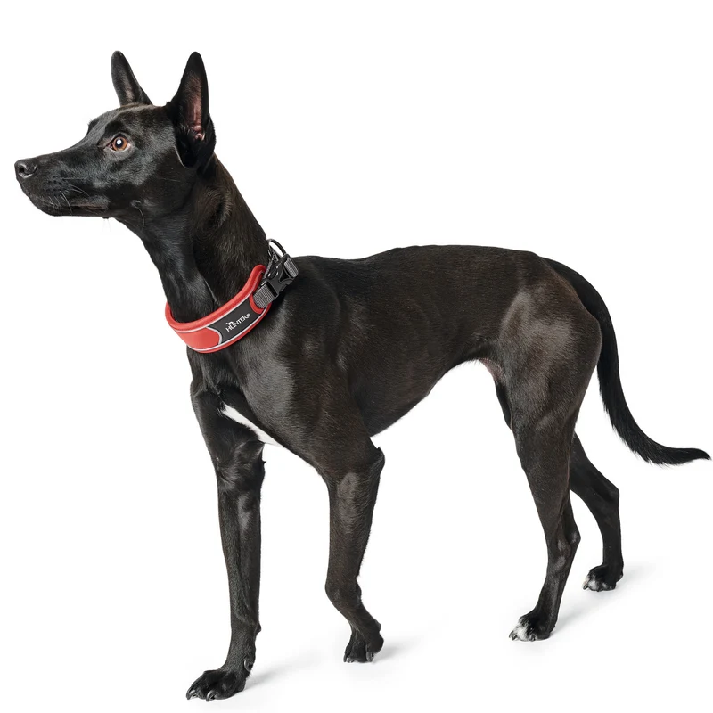 Hundehalsband "Divo" | rot/grau