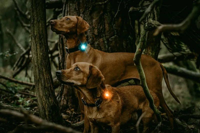 Sicherheitslicht Dog Dual | Amber