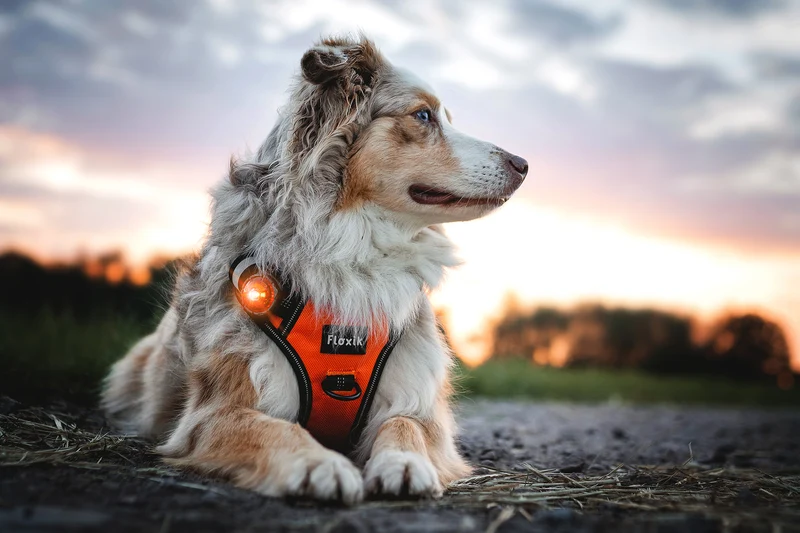 Sicherheitslicht Dog Dual | Amber