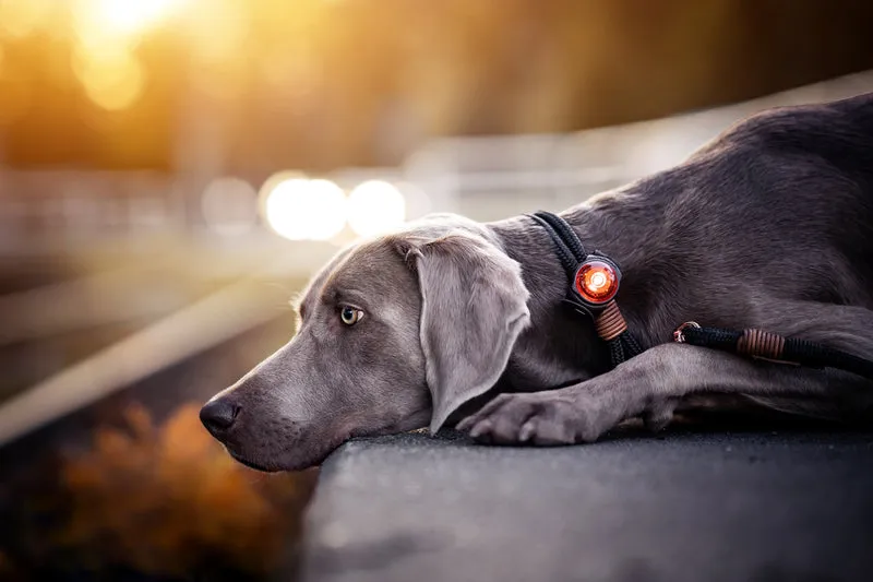 Sicherheitslicht Dog Dual | Amber