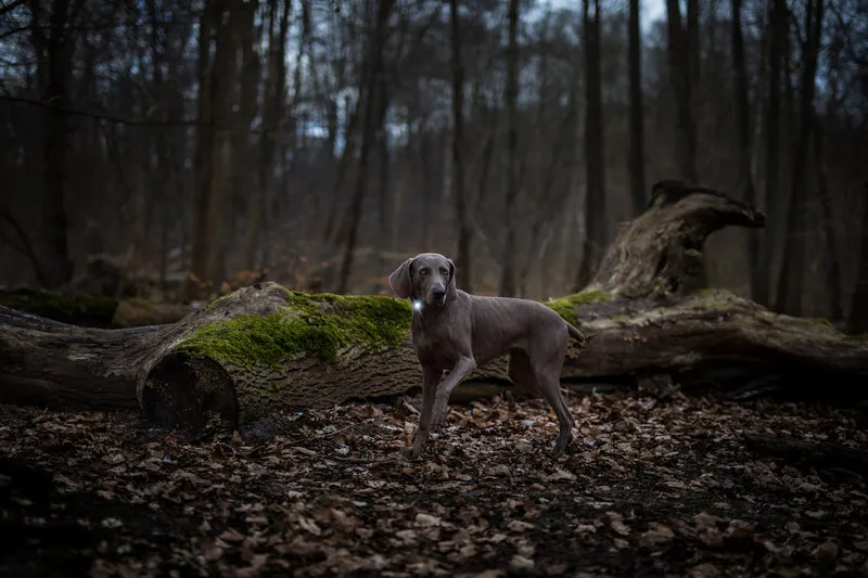 Sicherheitslicht Dog Dual | Dark