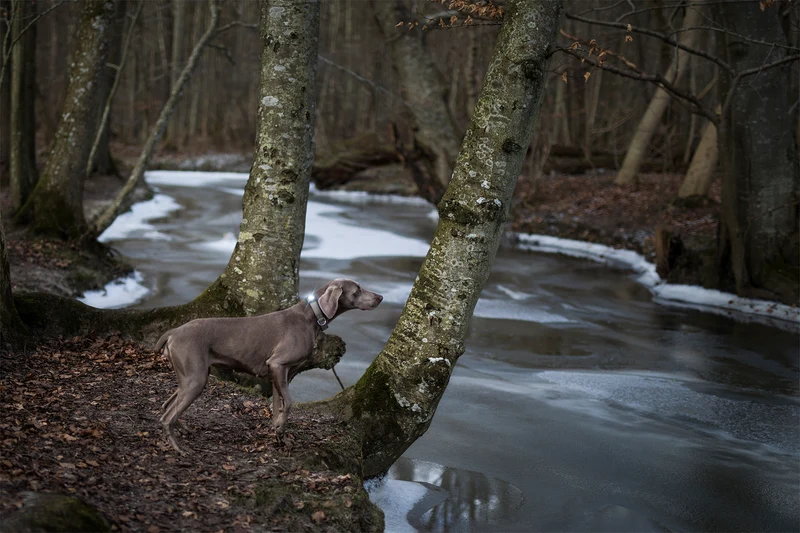 Sicherheitslicht Dog Dual | Dark