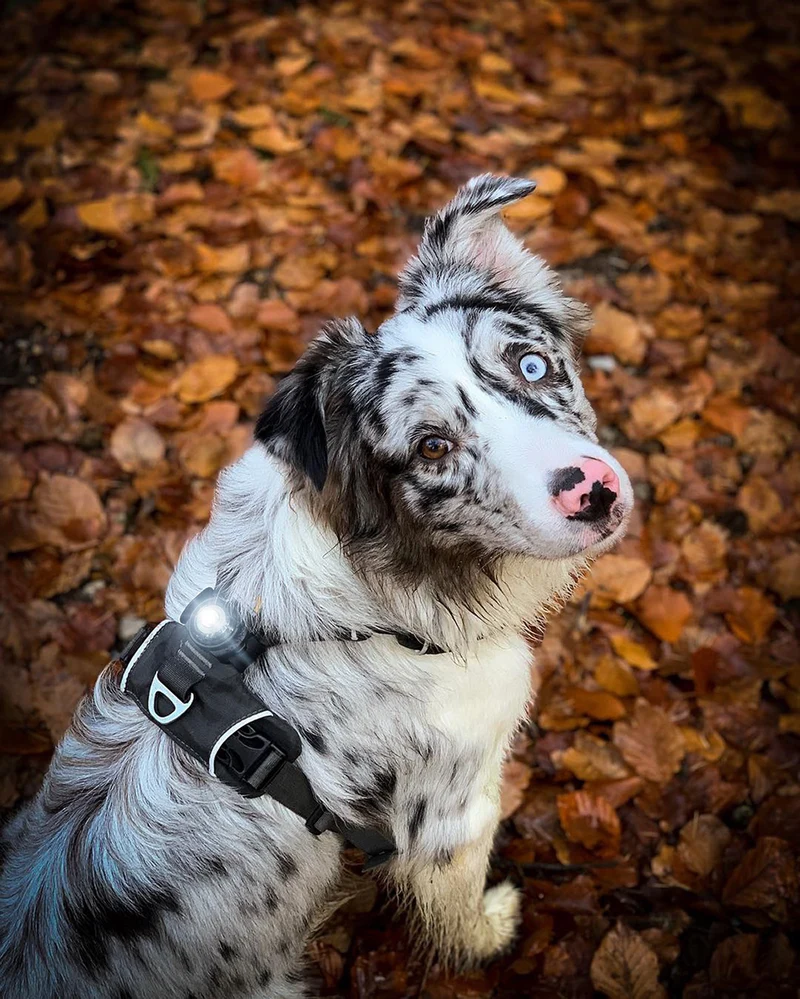 Sicherheitslicht Dog Dual | Dark