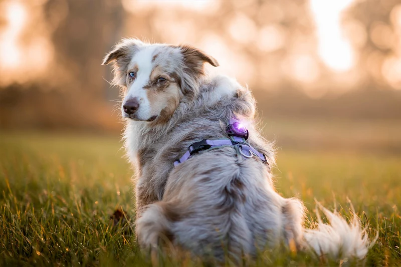 Sicherheitslicht Dog Dual | Purple