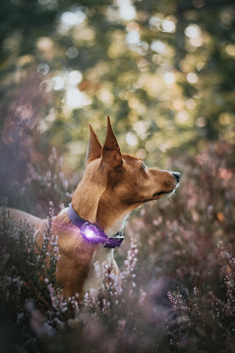 Sicherheitslicht Dog Dual | Purple
