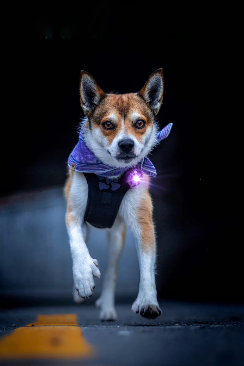 Sicherheitslicht Dog Dual | Purple