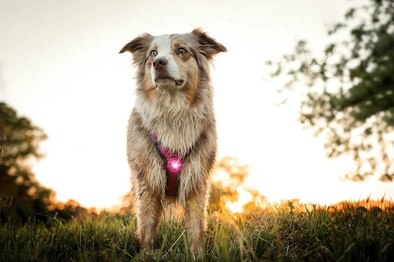 Sicherheitslicht Dog Dual | Pink