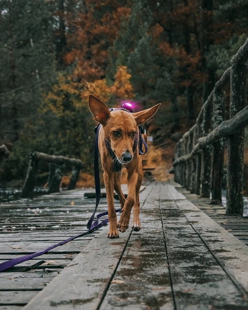 Sicherheitslicht Dog Dual | Pink