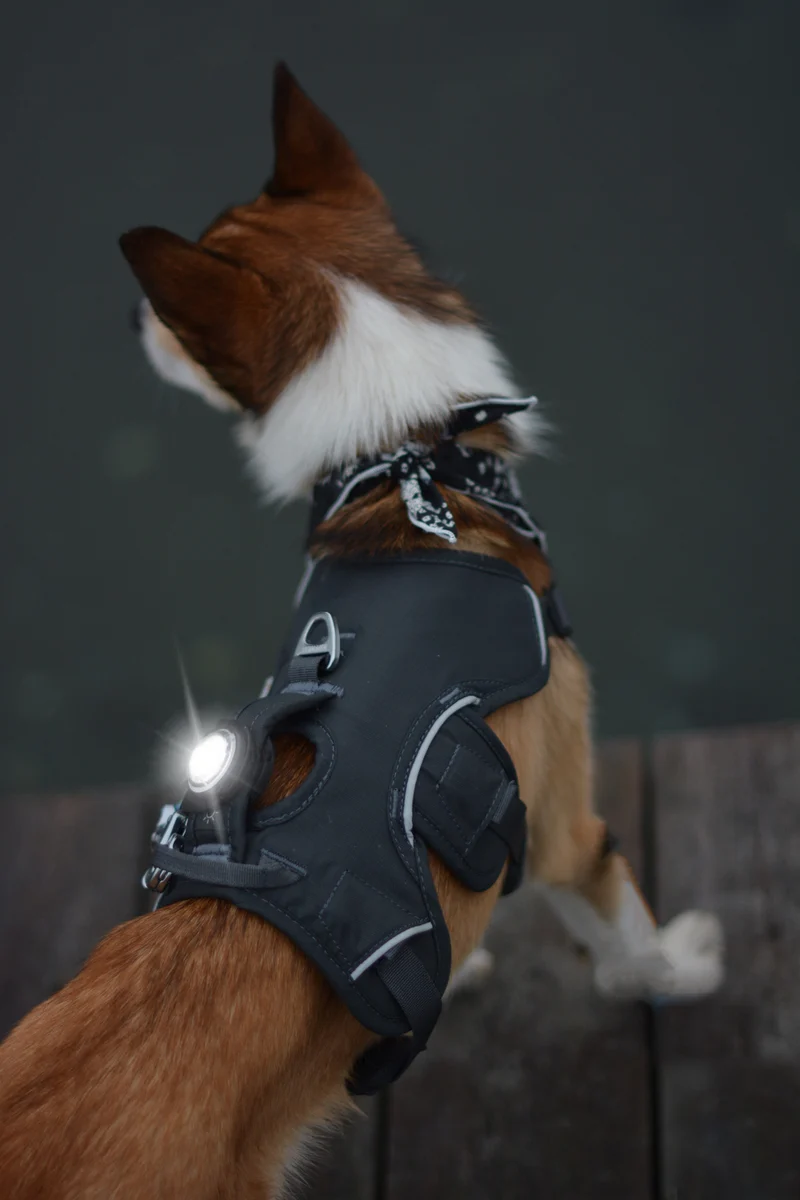 Sicherheitslicht Dog Dual | White
