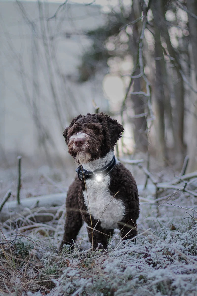 Sicherheitslicht Dog Dual | White