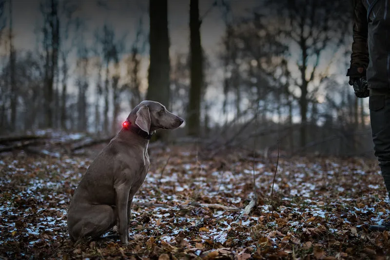Sicherheitslicht Dog Dual | Red