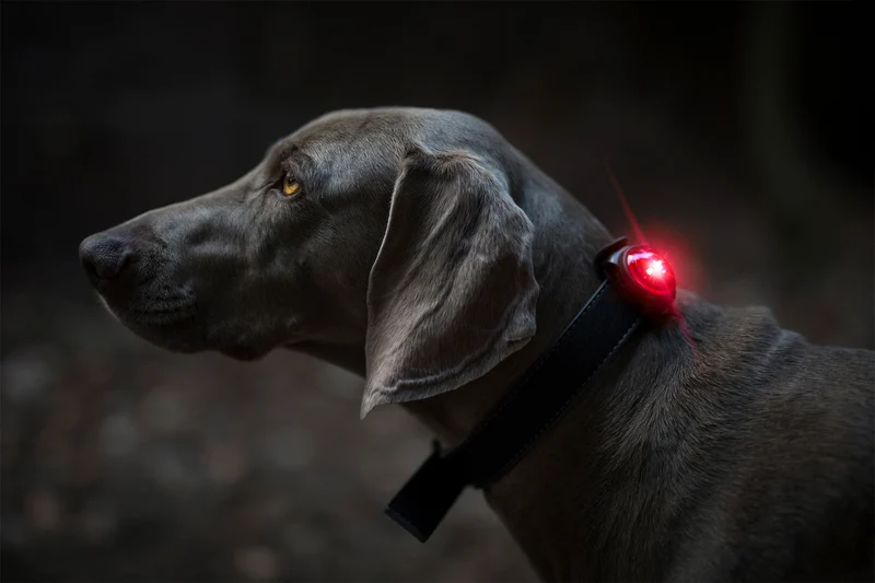 Sicherheitslicht Dog Dual | Red