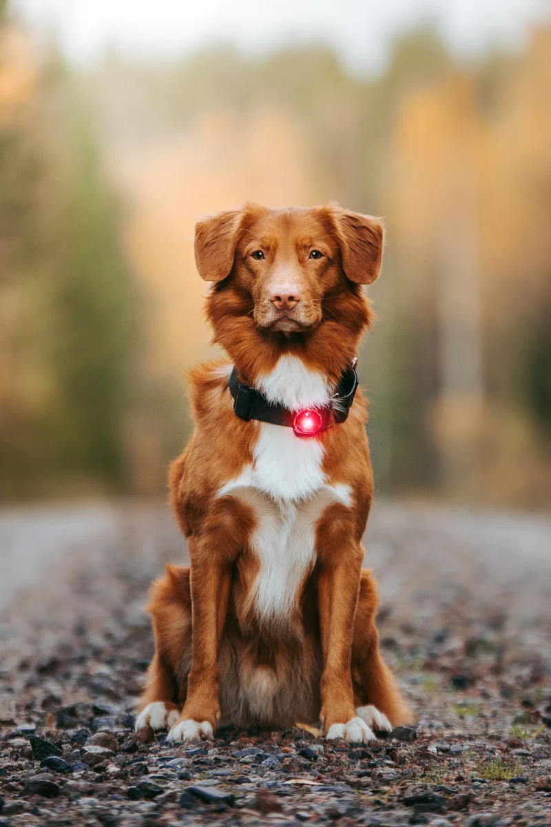 Sicherheitslicht Dog Dual | Red
