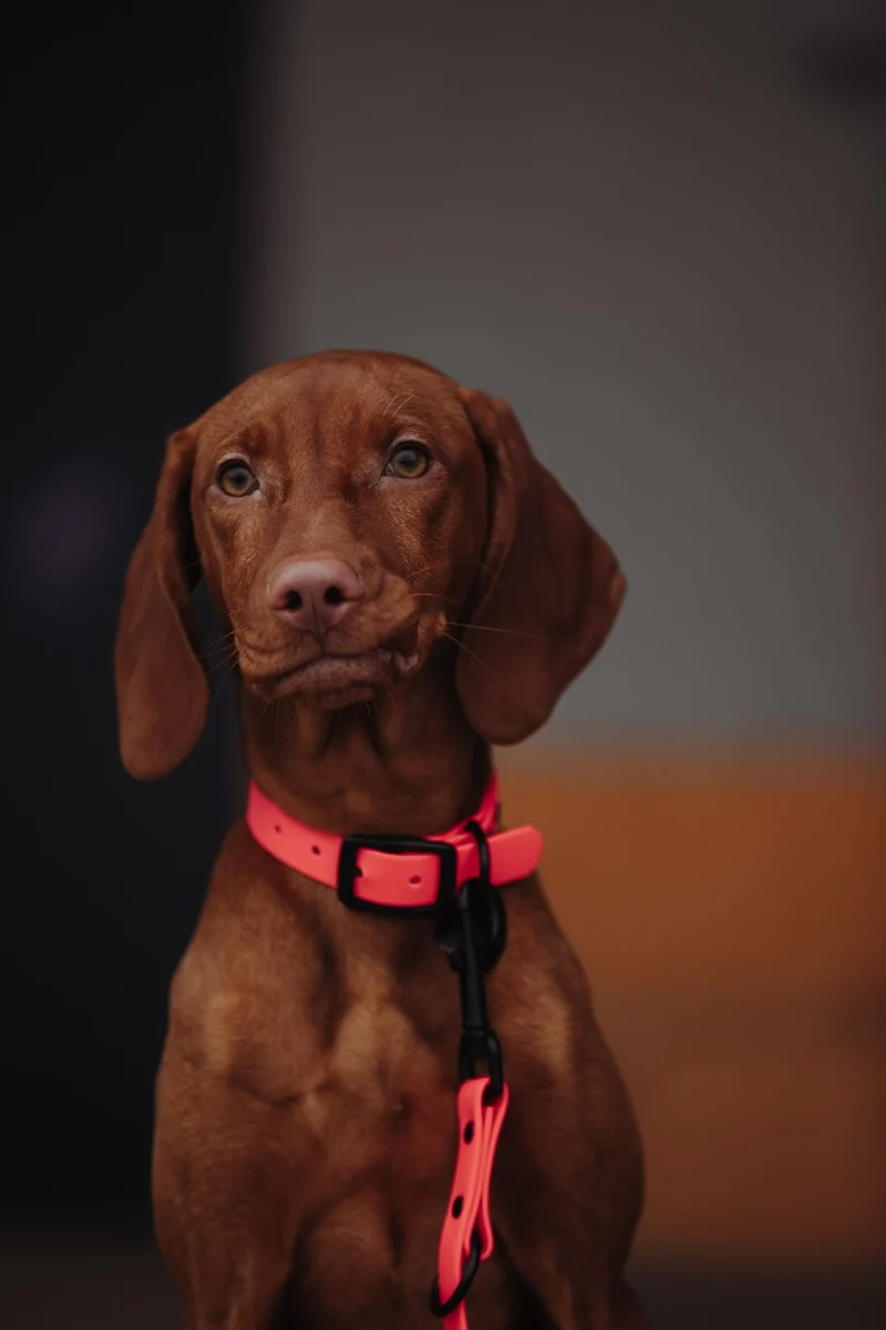Biothane Hundehalsband | pink