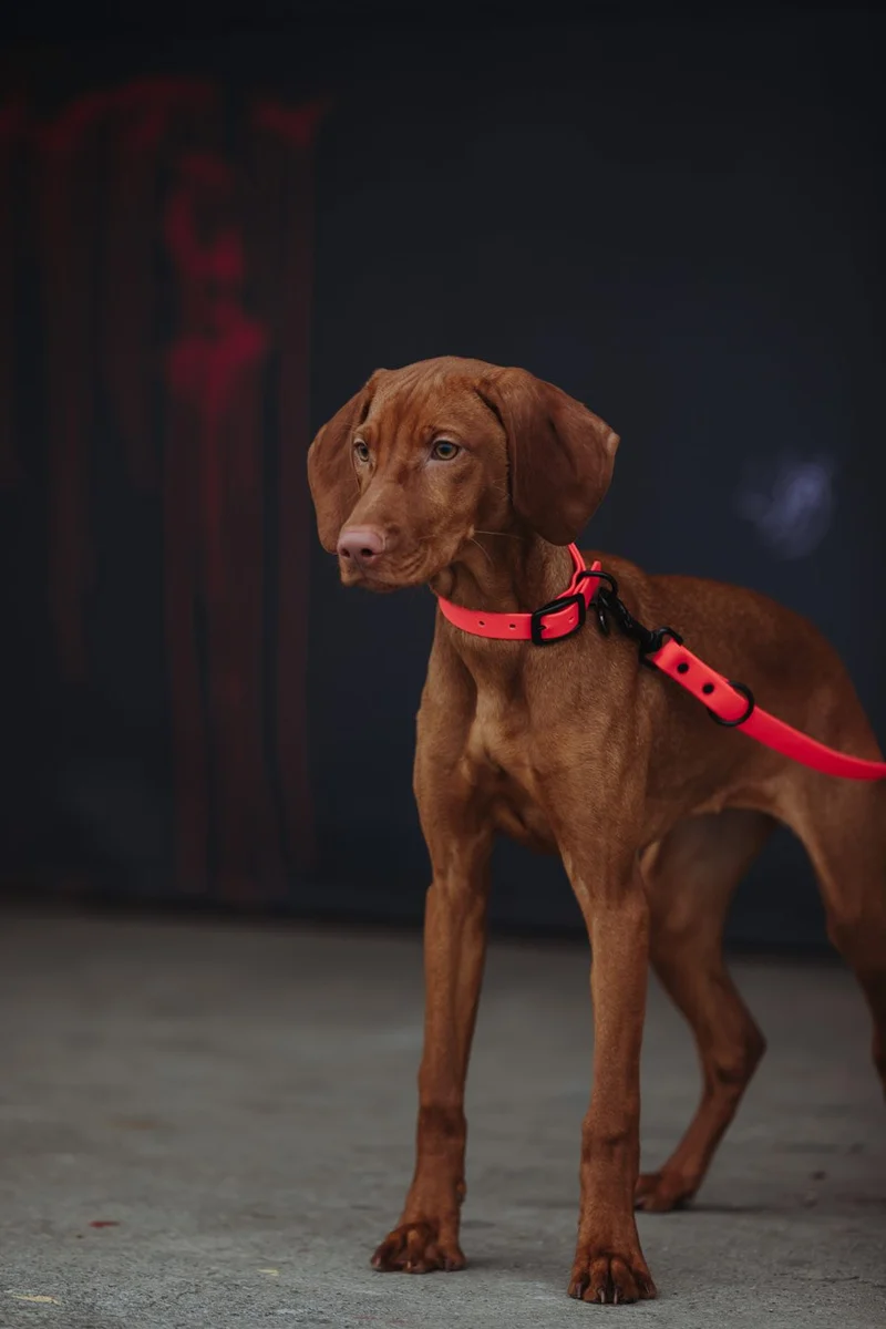 Biothane Hundehalsband | pink