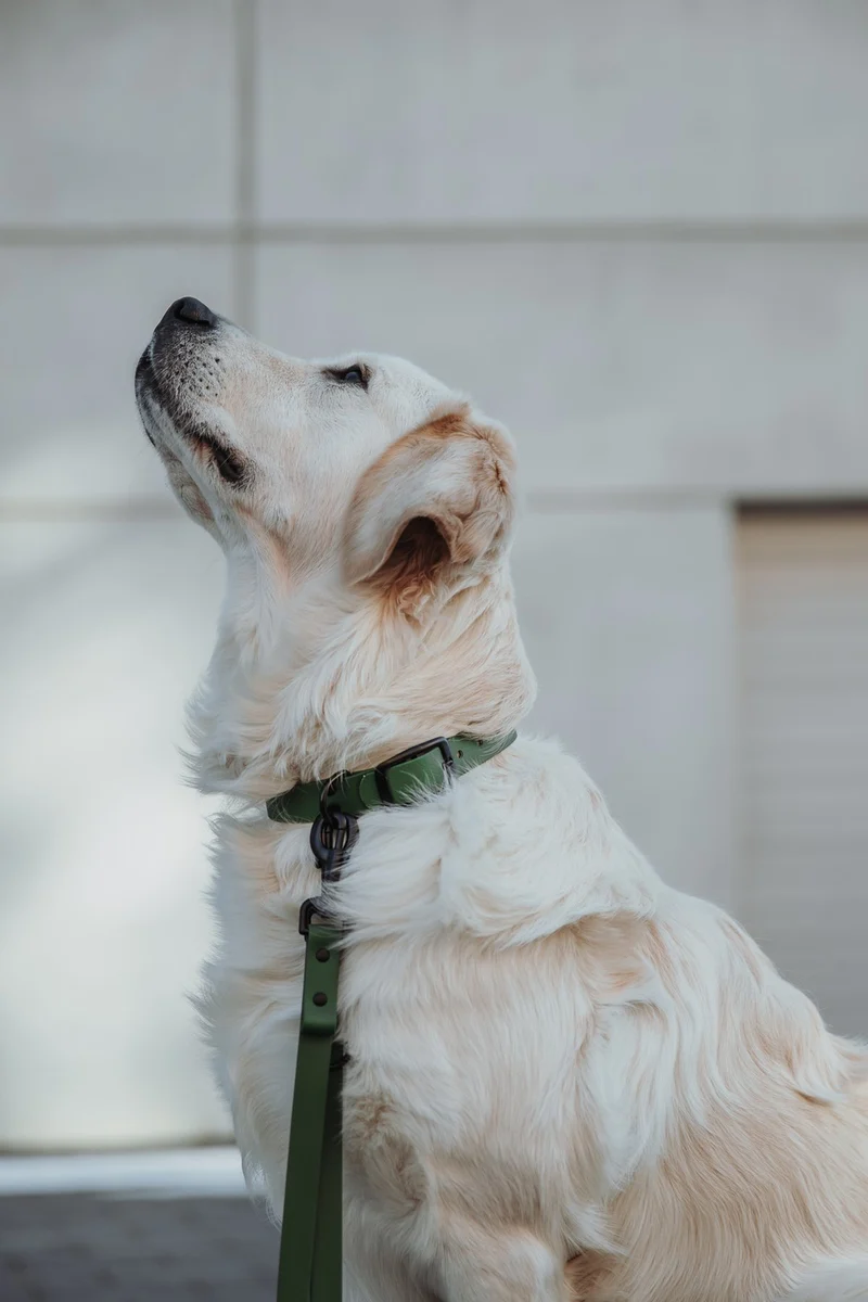 Biothane Hundehalsband | olive