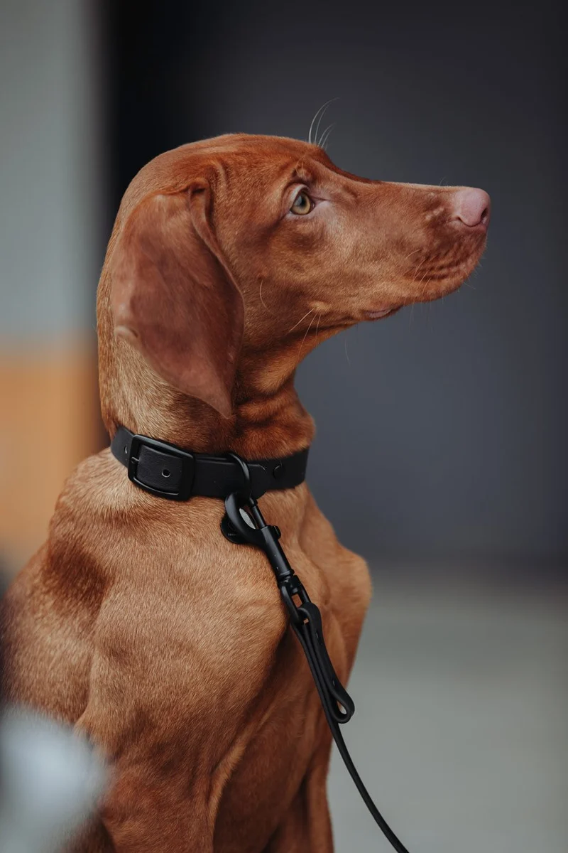 Biothane Hundehalsband | schwarz