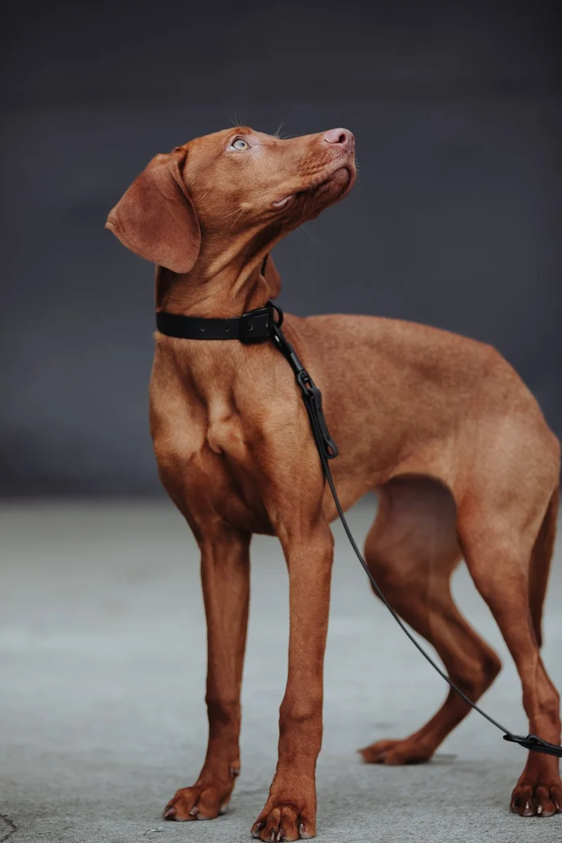 Biothane Hundehalsband | schwarz