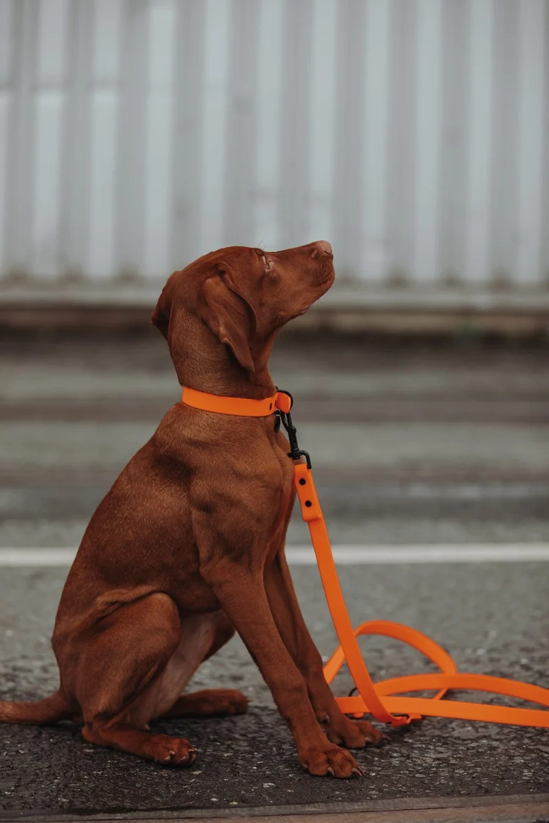 Biothane Führleine | orange