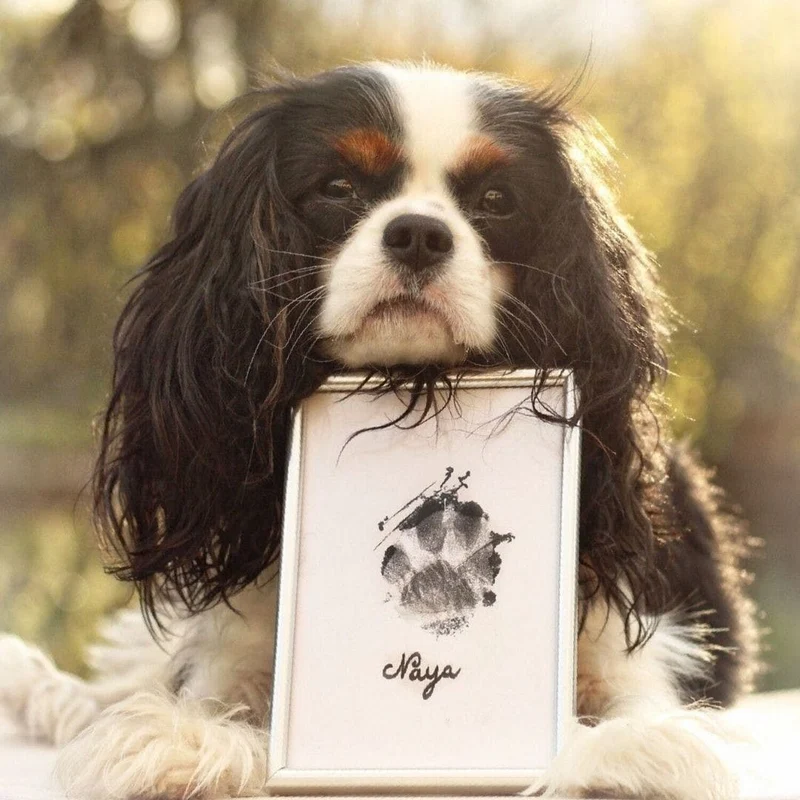 Pawprint`Dog