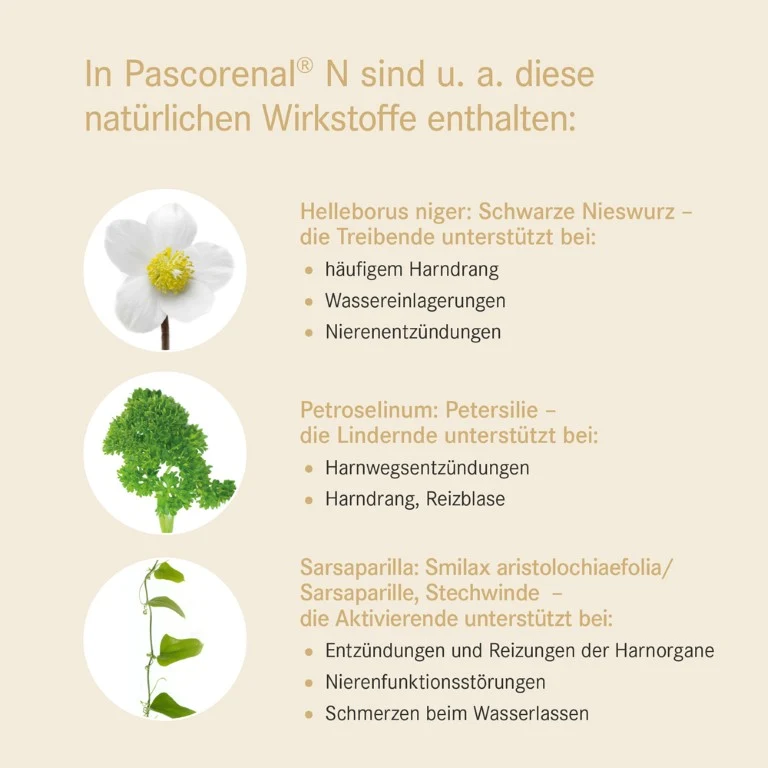 Pascorenal N Mischung bei Nierenfunktionsstörungen, 100 ml Lösung