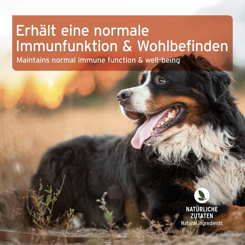 AniForte Immun-Boost Snack für Hunde – Natürlicher Funktionssnack zur Stärkung der Abwehrkräfte & Immunsystem