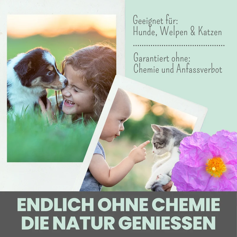 Zistrosen Tabs - 100% natürliches Zistrosen-Leckerli für Wald- & Wiesenspaziergänge